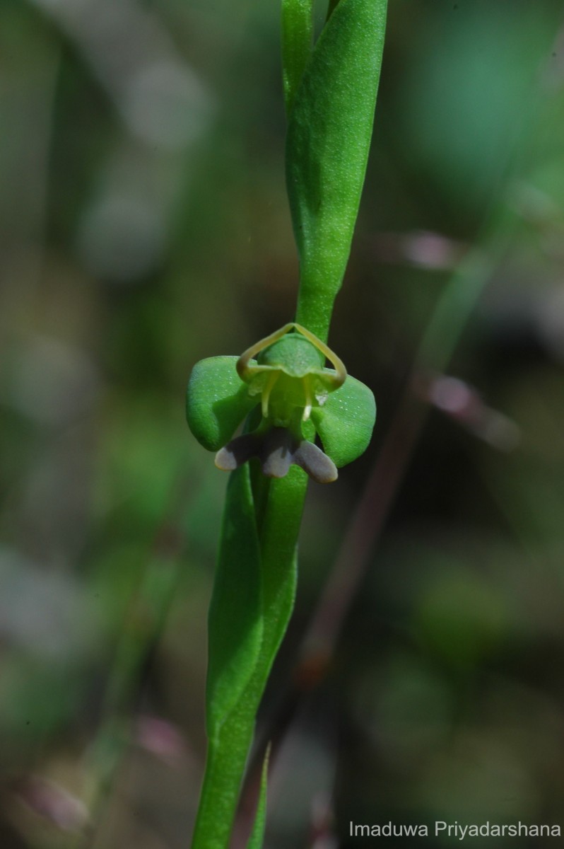 Habenaria acuminata (Thwaites) Trimen
